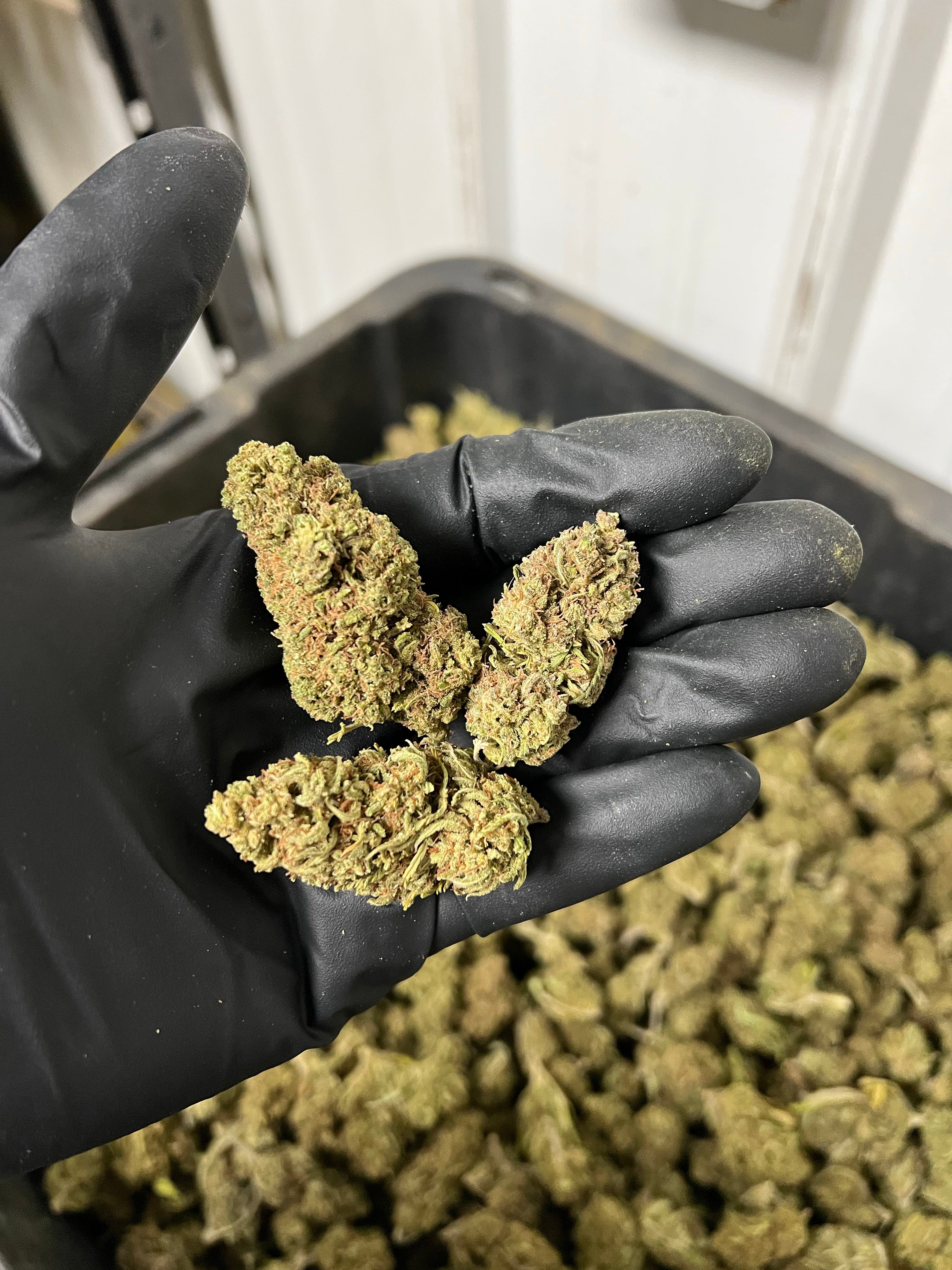 Creamsicle Hemp Flower